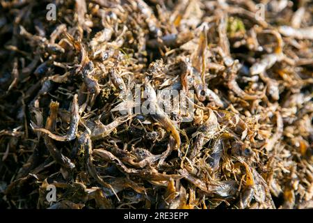 L'ISPI est un type de petit poisson typique du lac Titicaca, ils sont consommés entiers et frits. Banque D'Images