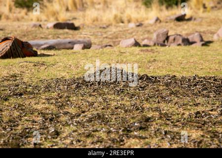 L'ISPI est un type de petit poisson typique du lac Titicaca, ils sont consommés entiers et frits. Banque D'Images