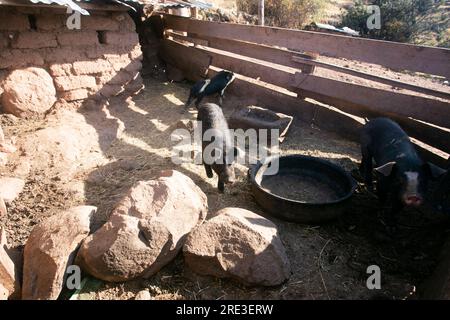 Stylo avec deux cochons dans une maison sur la péninsule de Llachon sur le lac Titicaca au Pérou. Banque D'Images