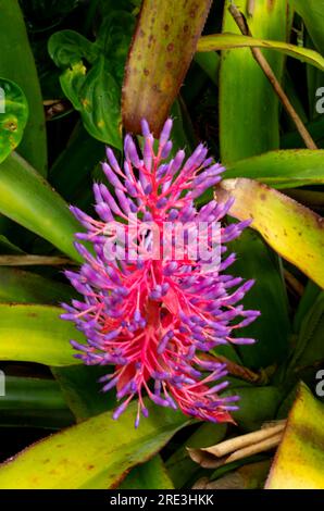 Broméliade, Portea Alatisepala,, pulvérisation de fleurs, cultivé, Malanda, Australie. Banque D'Images