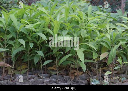 Magnolia Champaca tree plant on farm for harvest are cash crops Stock Photo