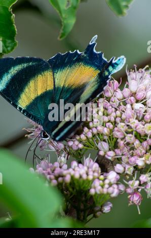 Zodiac Moth, Alcides Metaurus, Day Flying Moth, North Queensland Day Moth, se nourrissant de fleurs Evodia. Atherton, Queensland, Australie. Banque D'Images