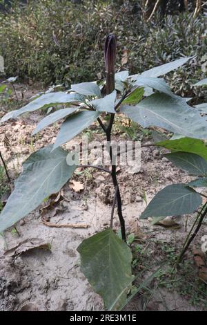 Datura metel plante à la ferme pour les besoins médicaux Banque D'Images