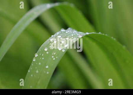 feuille humide d'une plante ater pluie, gouttes de rosée sur une feuille Banque D'Images