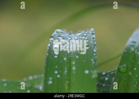mouiller les feuilles avec des gouttes de pluie après une averse de pluie et l'herbe avec de la rosée le matin Banque D'Images