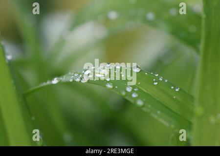 lame d'herbe avec gouttes de pluie et gouttes de rosée après une averse de pluie Banque D'Images