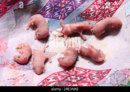 groupe de nouveau-nés bébés rats sur la maison Banque D'Images