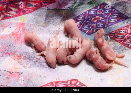 groupe de nouveau-nés bébés rats sur la maison Banque D'Images