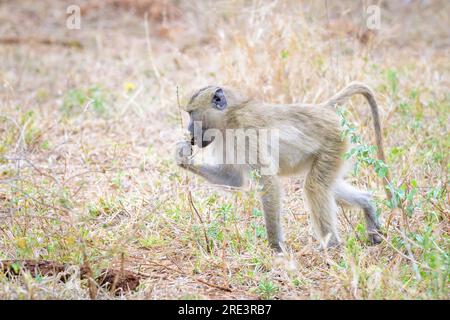 Chacma babouin (Papio ursinus) juvénile mangeant et se nourrissant dans l'herbe, parc national Kruger, Mpumalanga, Afrique du Sud. Banque D'Images