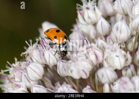 Sept taches coccinella septempunctata, sur la tête de fleur d'un poireau qui a semé. Banque D'Images