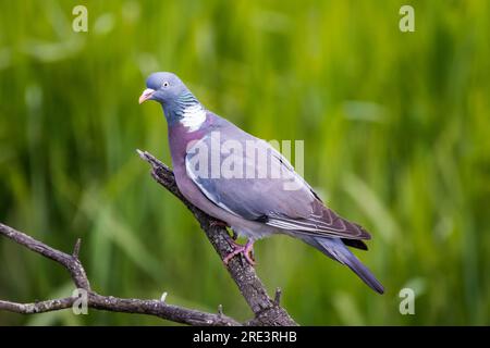 Un pigeon de bois, Columba palumbus, perché sur une branche. Banque D'Images