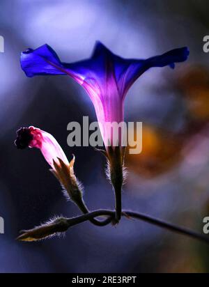 Fleurs de gloire du matin rose violet belle image macro romantique - fleur de gloire du matin fleurs de fleurs closeup photo Banque D'Images