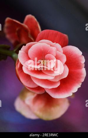 Fleurs de Begonia rose rouge belle jolie image macro romantique - photo de fleur de Begonia gros plan soft focus Banque D'Images