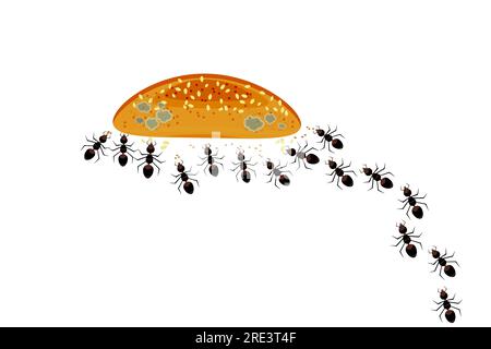 Les fourmis se rassemblent autour d'une collation ou du pain. Colonie de fourmis et nourriture. Problème d'insectes nuisibles incontrôlés à l'intérieur de la cuisine. Concept de lutte contre les parasites ou les parasites à la maison.Vector Illustration de Vecteur