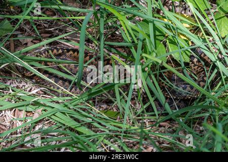 Deux vessies (Vipera berus) mosaïque se prélassant parmi les herbes et la végétation dans la lumière du soleil tacheté, comportement des reptiles de serpent, Angleterre, Royaume-Uni Banque D'Images