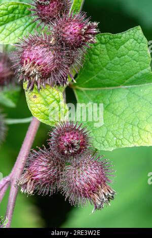 Une plus grande bardane (Arctium lappa) Banque D'Images