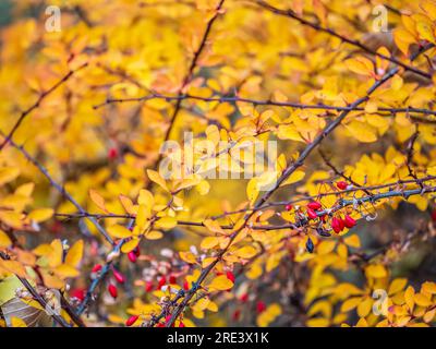 Baies rouges de barberry sur une branche de Bush en gros plan. Brousse de baryre dans le jardin d'automne. Berberis, communément appelé barberry. Banque D'Images