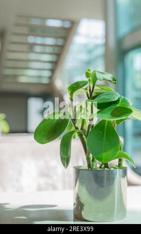 une plante de caoutchouc pour bébé est décorée dans le hall Banque D'Images