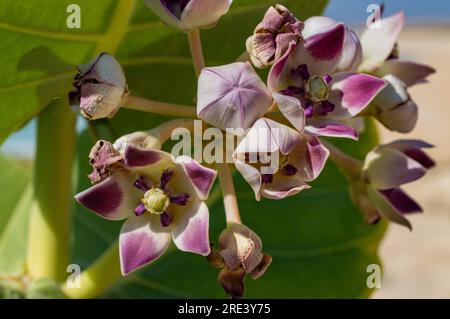 Calotropis Procera à Boa Vista Island, Cap Vert Banque D'Images