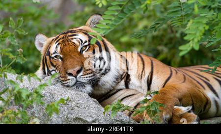 Les tigres de Sumatra sont originaires de l'île de Sumatra en Indonésie et sont la plus petite sous-espèce de tigres. Leur population a été menacée principalement en raison de la perte et de la fragmentation de l'habitat causées par la déforestation pour l'agriculture, l'exploitation forestière et les plantations d'huile de palme. Le braconnage et la chasse illégaux ont également contribué de manière significative à la baisse de leur nombre. Banque D'Images