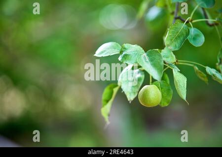 Branche avec poire sur fond de jardin bokeh avec espace de copie. Papier peint nature Banque D'Images