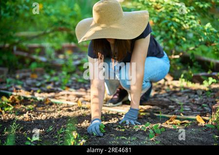 Jardinier féminin travaillant dans le jardin de la maison planter des cultures et prépare le sol pour la plantation. Travaux de jardinage Banque D'Images