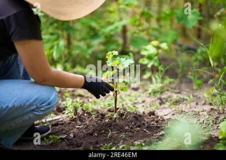 Plantes cultivées, traitements de printemps. Femme a coupé le buisson vert de raisins par des tondeuses dans le jardin. Concept de jardinage, d'agriculture et de plantation. Banque D'Images