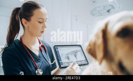 Dans une clinique vétérinaire moderne : Golden Retriever PET debout sur la table d'examen en tant que vétérinaire féminine évalue la santé du chien sur un comprimé Banque D'Images