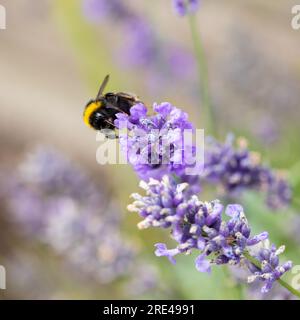 Bourdon à queue buff, Bombus terrestris sur fleurs de lavande anglaise Banque D'Images