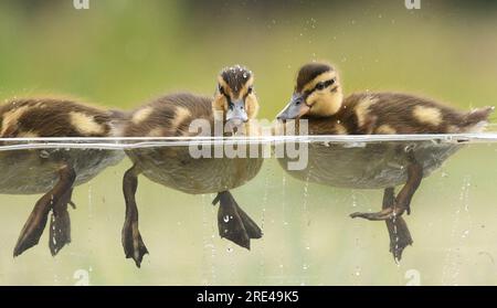 Canetons dans l'eau Banque D'Images