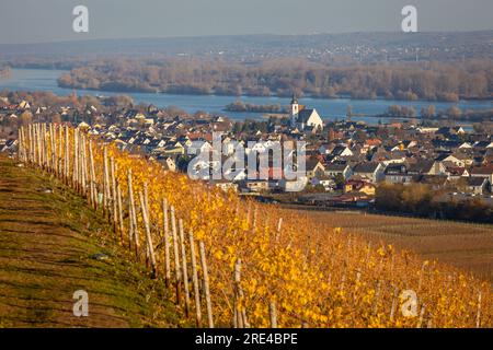 Géographie / voyage, Allemagne, Hesse, Geisenheim, vue du château de Johannisberg en direction de Mittelheim, INFORMATIONS-AUTORISATION-DROITS-SUPPLÉMENTAIRES-NON-DISPONIBLES Banque D'Images