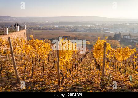 Géographie / voyage, Allemagne, Hesse, Geisenheim, vue du château de Johannisberg vers la vallée du Rhin, INFORMATIONS-AUTORISATION-DROITS-SUPPLÉMENTAIRES-NON-DISPONIBLES Banque D'Images