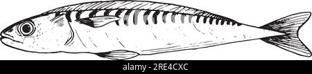 Illustration vectorielle de ligne de poisson de sardine unique en noir et blanc. Croquis de poisson frais de l'Atlantique pour les produits de la mer Illustration de Vecteur