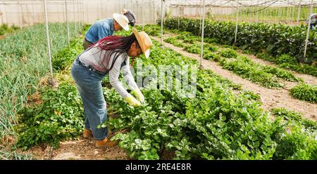 Groupe de personnes travaillant à l'intérieur de la serre de ferme ramasser des légumes biologiques - travailleurs ramassant le céleri à la pépinière - foyer principal sur le visage de femme africaine Banque D'Images