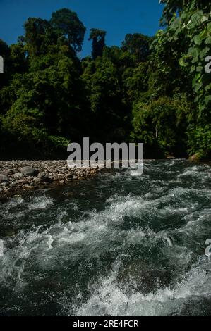 Les arbres de la forêt tropicale humide du parc national de Gunung Leuser sont bordés par le flux de la rivière Bahorok qui est également la zone écotouristique de Bukit Lawang à Langkat, Sumatra Nord, Indonésie le 24 juillet 2023. Photo Aditya Sutanta/ABACAPRESS.COM crédit : Abaca Press/Alamy Live News Banque D'Images