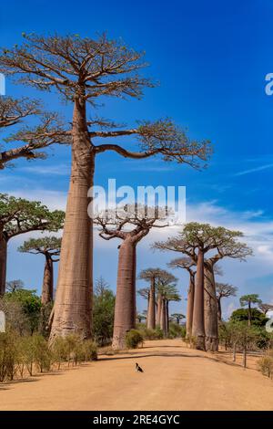 Emblématique allée Baobab à Morondava, pas de gens sur une avenue vide. Célèbres arbres majestueux endémiques contre le ciel bleu. Concept de voyage. Paysage de Madagascar Banque D'Images