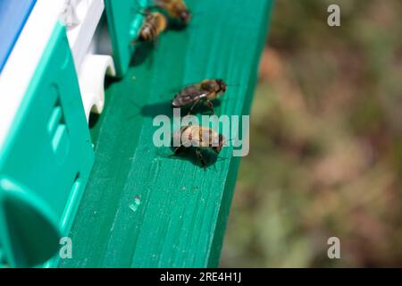 Une abeille sur un panneau d'atterrissage se prépare à voler vers le champ pour le nectar Banque D'Images