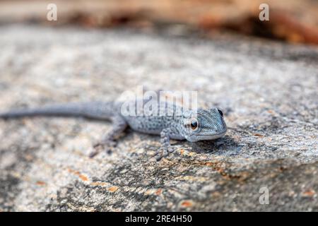 Phelsuma mutabilis est une espèce diurne de gecko qui est indigène au sud-ouest de Madagascar et habite typiquement sur les arbres et les buissons, femelle sur trois tru Banque D'Images