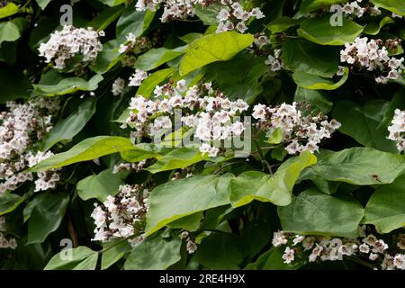 Arbre de haricot indien en fleur, Royaume-Uni (Catalpa bignonioides) Banque D'Images