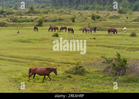 Le cheval brun s'élève à ses pieds dans le champ. Beaucoup de beaux chevaux se broutent sur un terrain vert. Troupeau de chevaux Banque D'Images