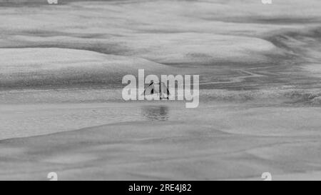 Seul oiseau Wheatear du Nord isolé atterrissant dans la nature sur une surface couverte de glace et de neige et arrière-plan - Aragats Mountain Armenia Banque D'Images