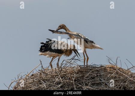 Gros plan isolé des oiseaux cigognes nicheurs dans le village de cigognes- Arménie Banque D'Images