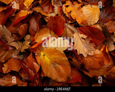 Feuilles marron et orange en automne Banque D'Images