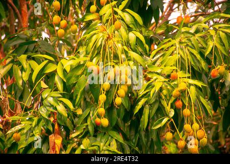 litchis accrochés à l'arbre Banque D'Images