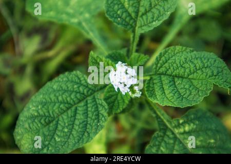 Gros plan de petite fleur blanche sur fond de feuille verte dans le jardin Banque D'Images