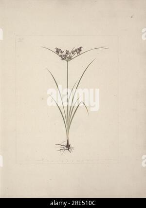 Cyperus esculentus L. (noix de tigre) : dessin fini de plante entière avec des racines par Luigi Balugani Banque D'Images