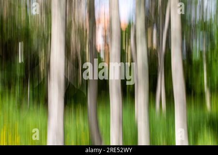 Photo abstraite, arbres en automne, arbre abstrait avec mouvement Banque D'Images