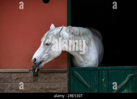 Stand de cheval avec le cheval piquant la tête Banque D'Images