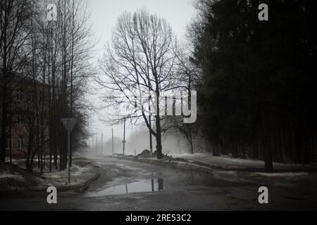 Grand arbre sur la route le jour gris. Temps pamorais au printemps. Flaque d'eau sur la route. Arbre sans feuilles. Banque D'Images