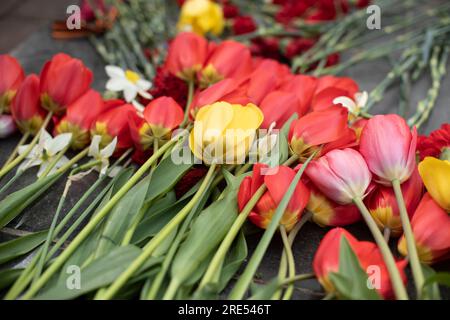 Fleurs sur monument de guerre. Fleurs sur la tombe du soldat. Cérémonie du souvenir. Tulipes rouges. Banque D'Images